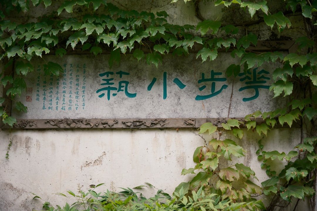 苏州老墙与爬山虎